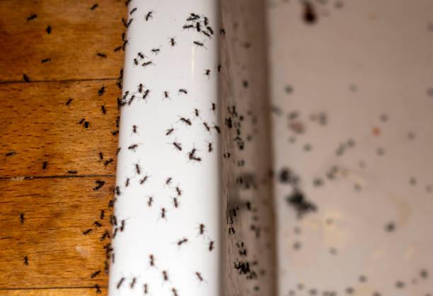 Best Bed Bug Extermination  in Lonsdale, MN